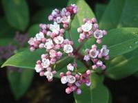 Gogortxoa, Viburnum tinus