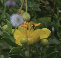 Larrea tridentata