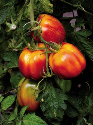 Tomatea, Solanum lycopersicum.