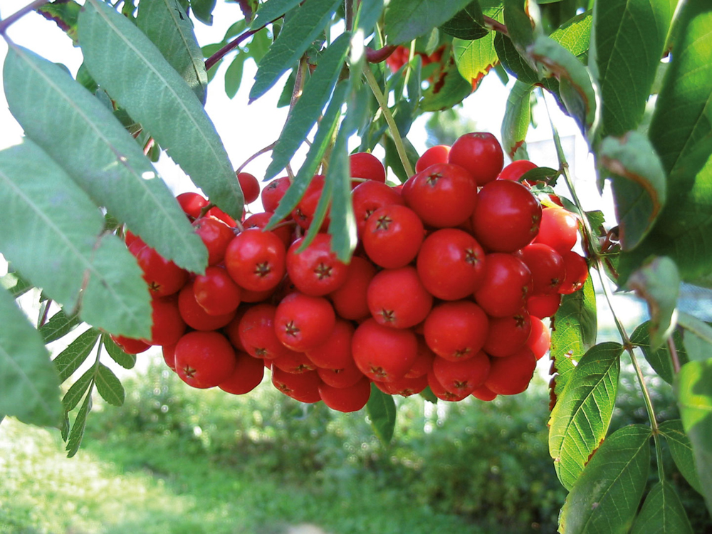 Otsalizarra, Sorbus aucuparia. (Arg.: Krzysztof P. Jasiutowicz-CC By SA) 