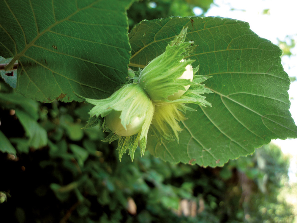 Hurritza, Corylus avellana. (Arg.: isidre blanc-CC By SA)